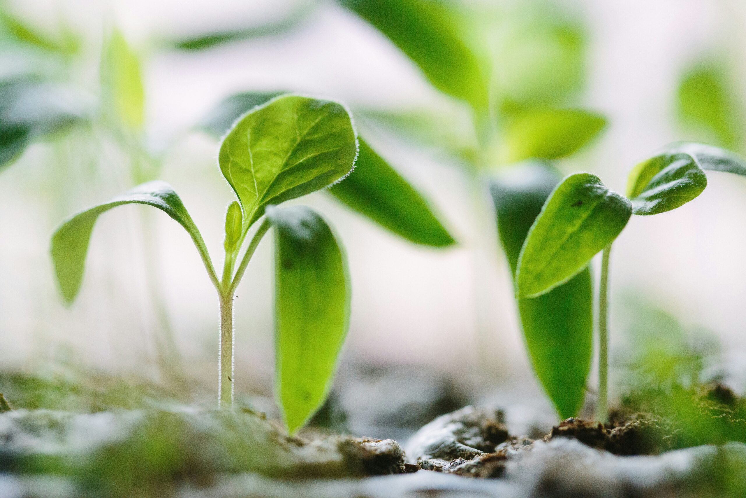 Greenwashing, la máscara sustentable moderna